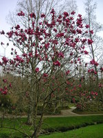 vignette Magnolia 'Vulcan' Jardin Public du Stang Alar