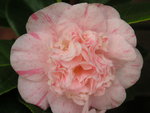 vignette Camellia japonica 'Gnral Lamoricire'