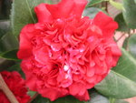 vignette Camellia 'Ruby Weepine'