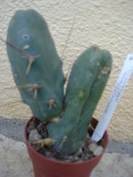 vignette Trichocereus bridgesii monstruosus