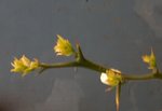 vignette Poncirus trifoliata