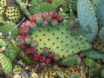 vignette Opuntia engelmannii var. lindheimeri