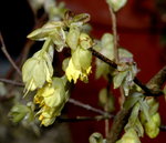vignette Corylopsis pauciflora