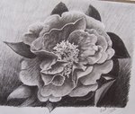 vignette Camellia (dessin)