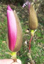 vignette Magnolia liliflora 'Nigra'