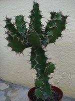 vignette Euphorbia pseudocactus