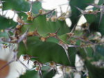 vignette Euphorbia pseudocactus  (dtail)