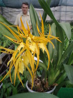 vignette Brassada mivada 'Rafa' (Ada aurantiaca x Brassavola brachiata)