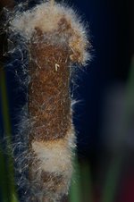 vignette Typha latifolia-02