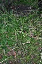vignette Poncirus trifoliata 