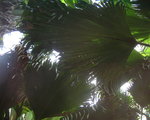 vignette feuilles de lodoicea (coco fesses) valle de mai