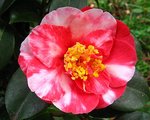 vignette Camélia ' ALEXANDER HUNTER ' camellia japonica