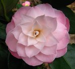vignette Camélia ' BERENICE PERFECTION ' camellia  japonica