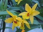 vignette Cattleya