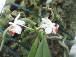 vignette Phalaenopsis Parishii