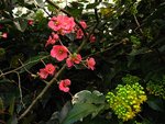 vignette Cognassier du japon et Mahonia aquifolium