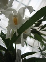 vignette Coelogyne cristata