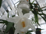 vignette Coelogyne cristata