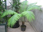 vignette Cycas rumphii