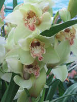 vignette Cymbidium