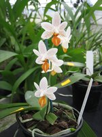 vignette Phalaenopsis Mini Mark ' Maria Theresa'