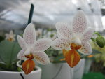 vignette Phalaenopsis Mini Mark ' Maria Theresa'