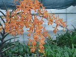 vignette Renanthera Monachica