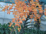 vignette Renanthera Monachica