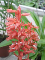 vignette Stenorrhynchos speciosum