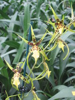 vignette Brassidium shooting star 'Black Gold' (Gilded Urchin x Brassia Edvah Loo)