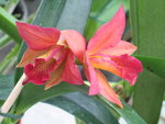 vignette Cattleya