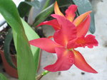 vignette Cattleya