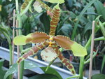 vignette Rossioglossum randow jester