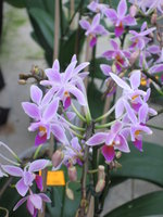 vignette phalaenopsis equestris