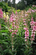 vignette Lythrum x et Geranium pratense 'Plenum'