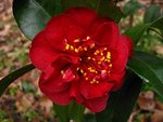 vignette Camélia ' BURGUNDY GEM' camellia  japonica