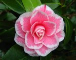 vignette Camélia ' HIKARUGENJI ' camellia japonica syn..Hikaru-Genji, Souvenir de Henri Guichard,Hikarugengi