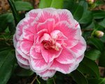 vignette Camélia ' HIKARUGENJI ' camellia japonica syn..Hikaru-Genji, Souvenir de Henri Guichard, Hikarugengi