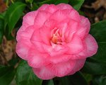 vignette Camélia ' SPRING SONNET' camellia japonica