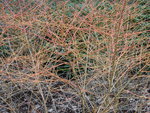 vignette Cornus sanguinea 'Winter Beauty'