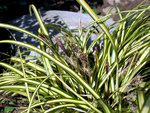 vignette Carex Oshimensis 