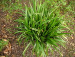 vignette Iris foetidissima  -Iris foetide