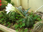 vignette echinopsis en fleur