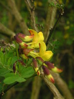 vignette Coronilla emerus