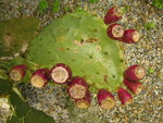 vignette Opuntia ficus indica