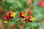 vignette Tropaeolum tricolorum le 3 mars