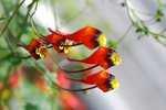 vignette Tropaeolum tricolorum le 3 mars