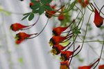 vignette Tropaeolum tricolorum le 3 mars