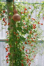 vignette Tropaeolum tricolorum le 3 mars