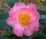 vignette Camélia ' TIPTOE ' camellia hybride williamsii , parfumé